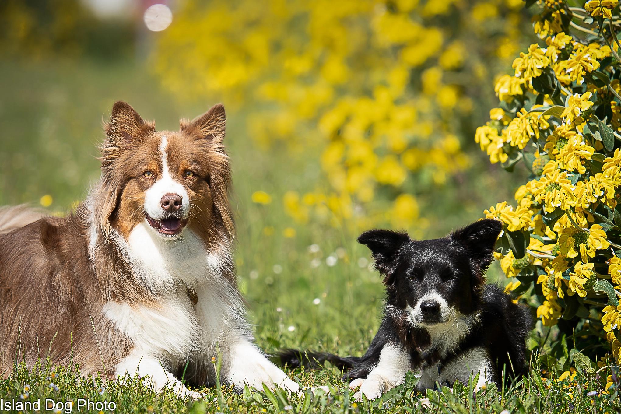 berger australien et border collie