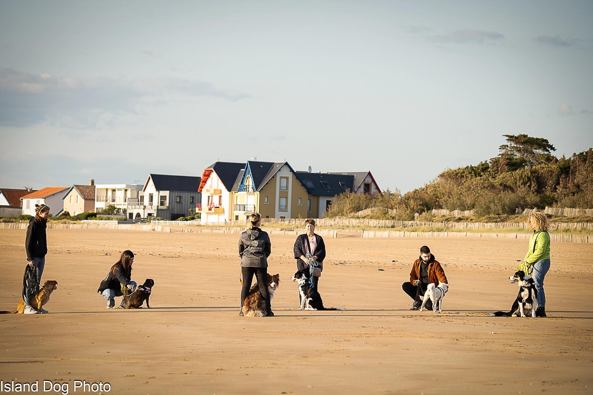 cours collectif avec plusieurs chiens sur la plage