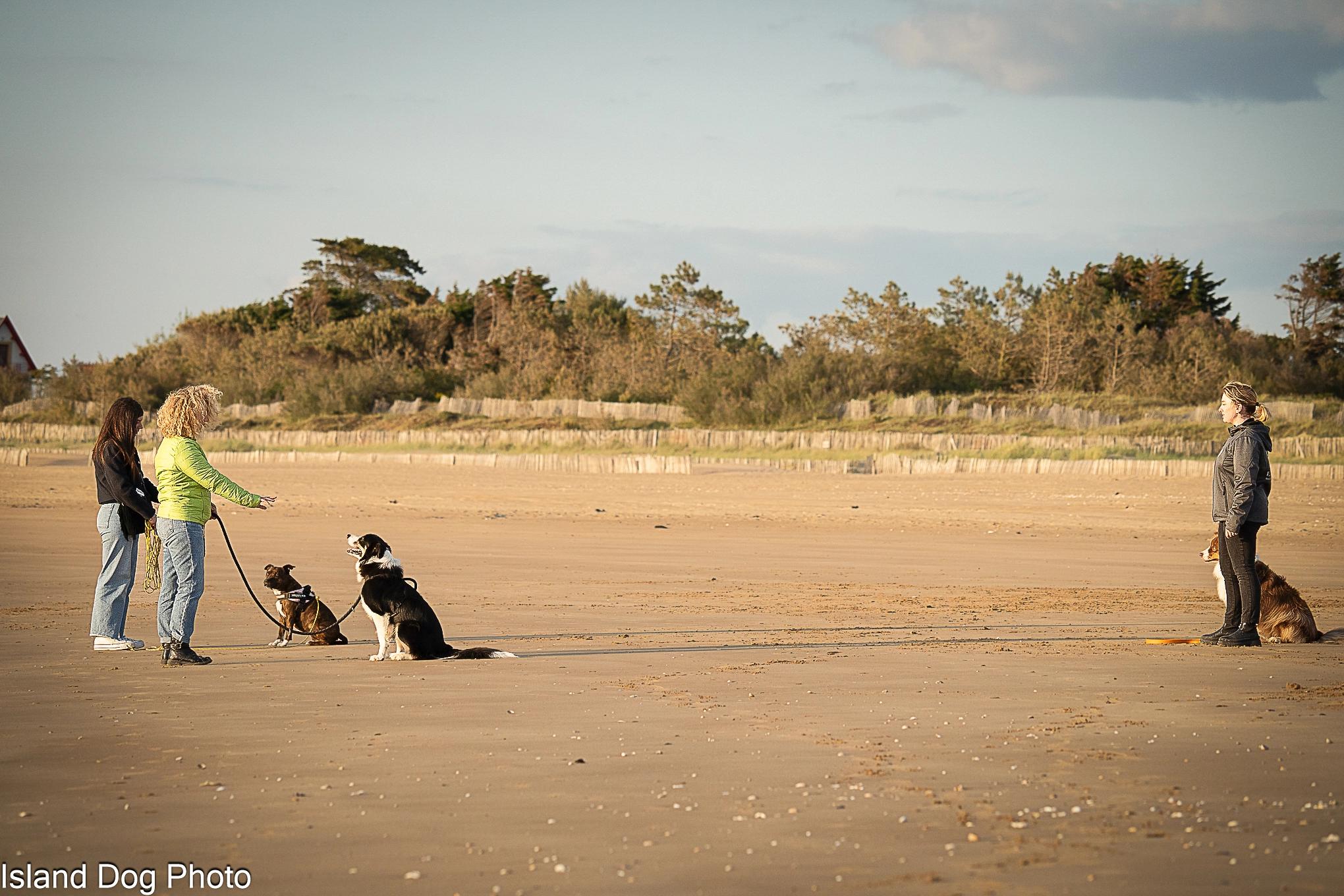 plusieurs personnes avec des chiens sur la plage