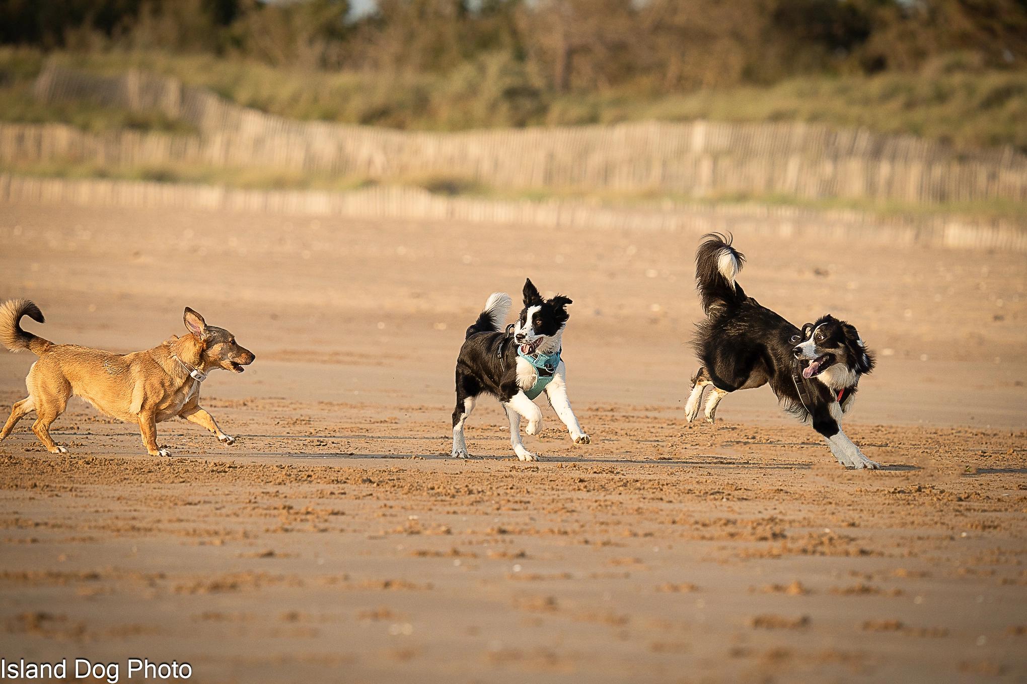 trois chiens jouent sur la plage