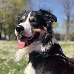 border collie