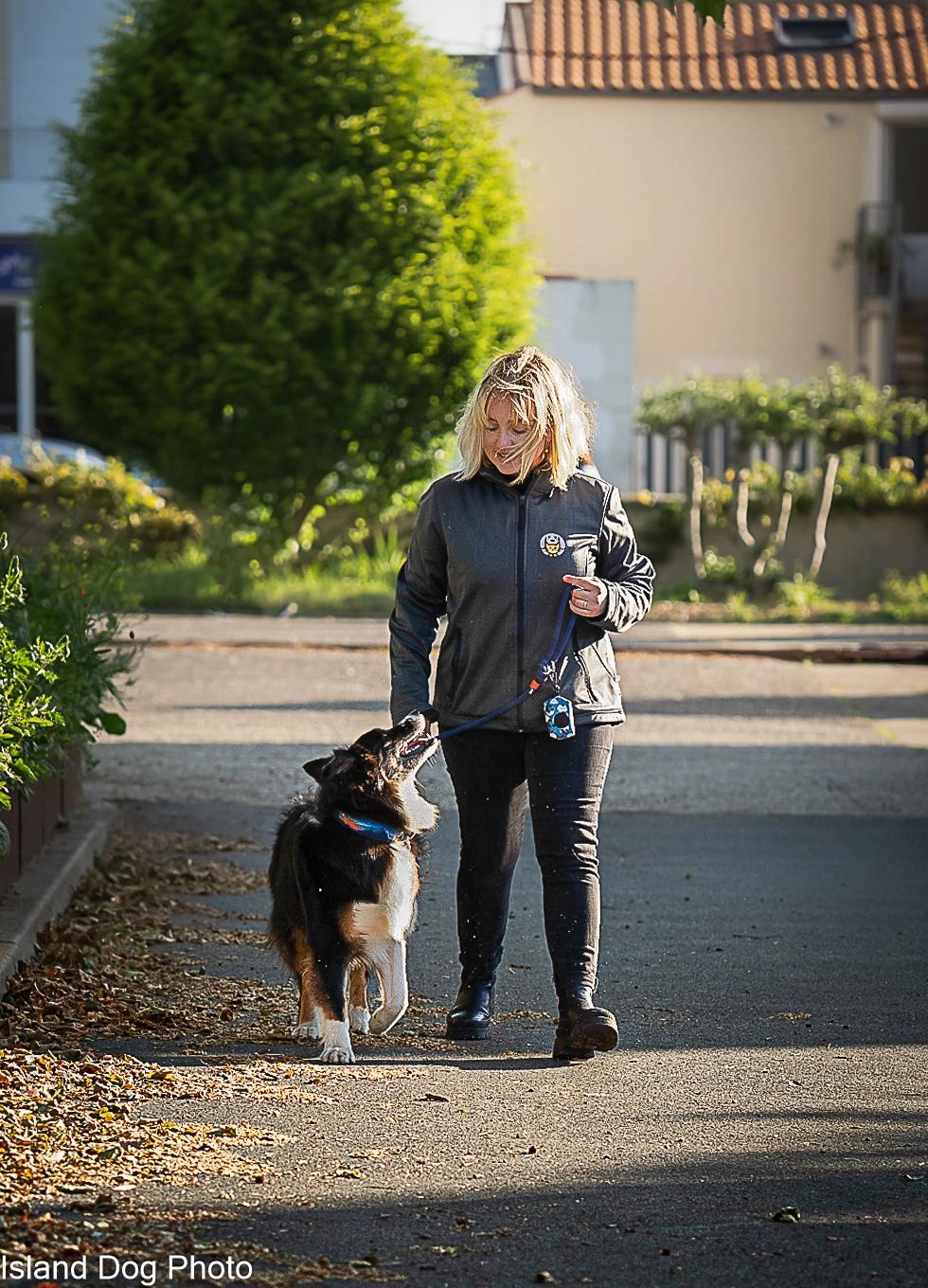 eva apprend à un berger australien la marche en laisse